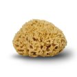 Honeycomb sea sponge 12 cm